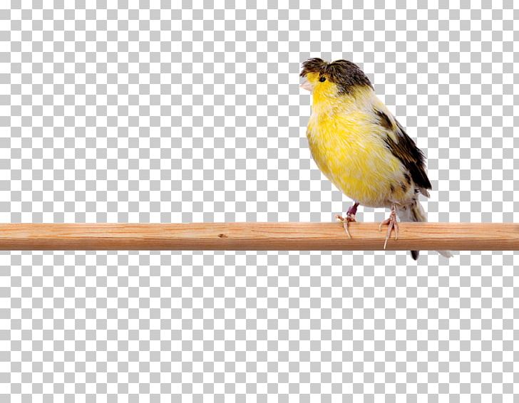 Bird Harz Roller Finch Budgerigar Spanish Timbrado PNG, Clipart, Animal, Animals, Atlantic Canary, Beak, Bird Free PNG Download