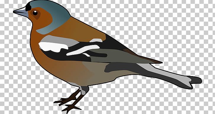 Common Chaffinch Computer Icons PNG, Clipart, Beak, Bird, Blog, Common Chaffinch, Computer Icons Free PNG Download