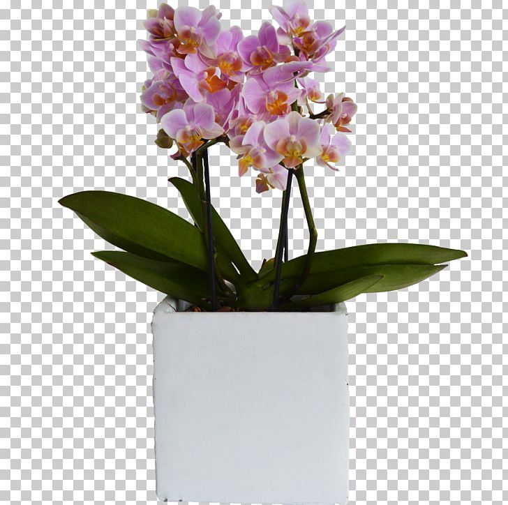 Moth Orchids Flowerpot Cattleya Orchids Plant PNG, Clipart, Artificial Flower, Bloemenatelier Verde, Bonsai, Cambria, Cattleya Free PNG Download