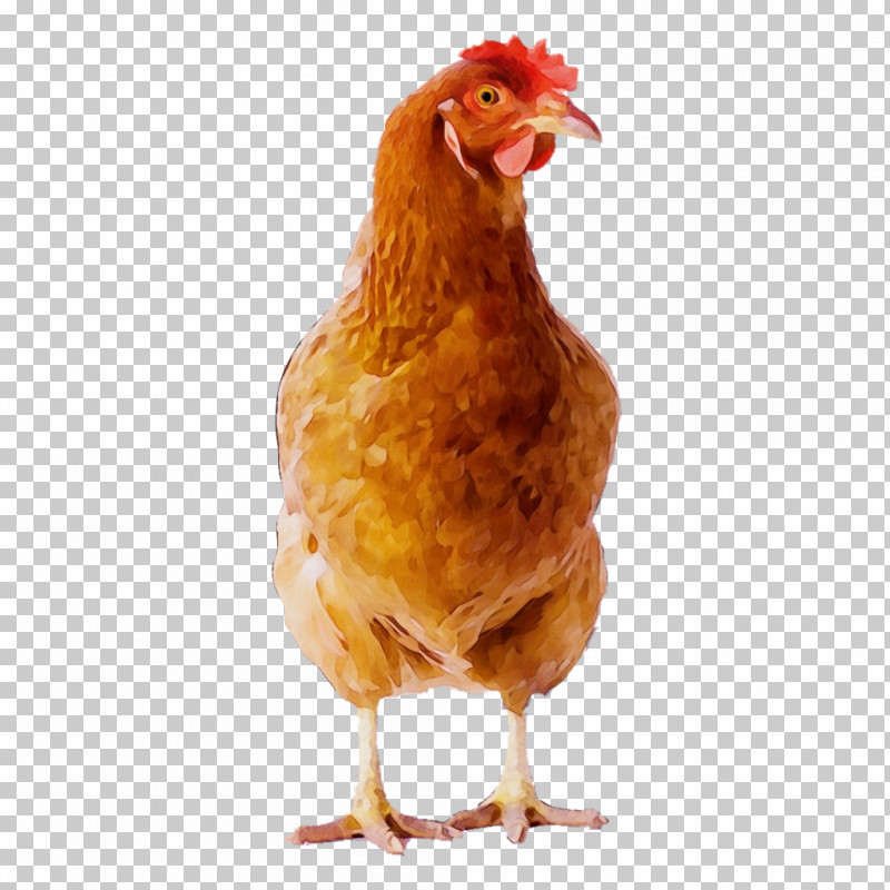 Egg PNG, Clipart, Beak, Chicken, Egg, Fowl, Livestock Free PNG Download