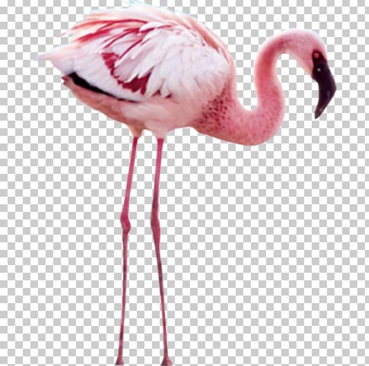 Flamingo PNG, Clipart, Animals, Beak, Bird, Cartoon, Crane Like Bird Free PNG Download