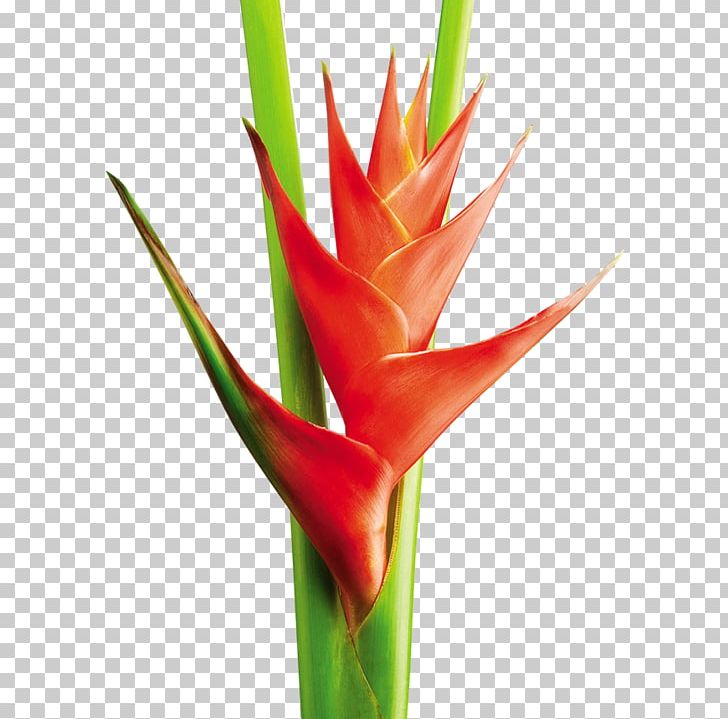 Heliconia Bihai Cut Flowers Plant Stem Tropics PNG, Clipart, Bird Of Paradise Flower, Bud, Cut Flowers, Flor, Flower Free PNG Download