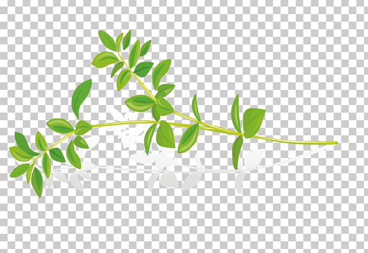 Pickled Cucumber Herb Leaf PNG, Clipart, Autumn Leaves, Background Green, Branch, Branches, Design Free PNG Download