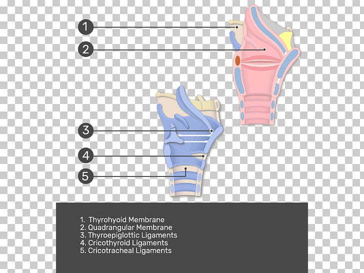 Thyroepiglottic Ligament Larynx Anatomy Hyoepiglottic Ligament PNG, Clipart, Anatomy, Angle, Biological Membrane, Cartilage, Diagram Free PNG Download