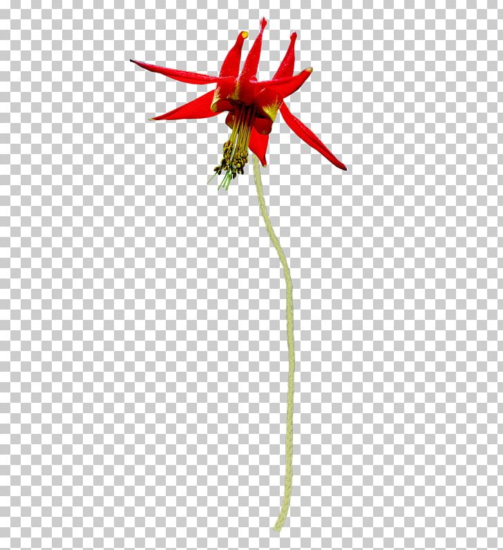 Red Cut Flowers Platycodon Grandiflorus PNG, Clipart, Botany, Bud, Cut Flowers, Download, Flora Free PNG Download