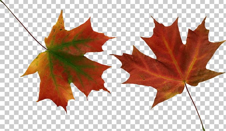 Autumn Leaf Color PNG, Clipart, Autumn, Autumn Leaf Color, Desktop Wallpaper, Green, Leaf Free PNG Download