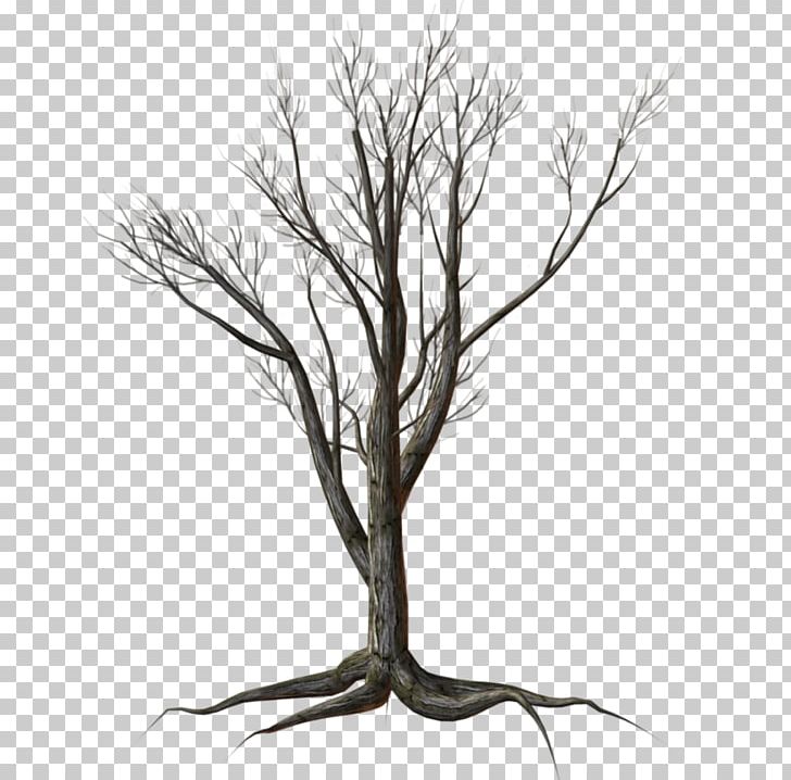 Tree Shrub Kousa Dogwood PNG, Clipart, Black And White, Branch, Dogwood, Dry Tree, Flowering Dogwood Free PNG Download