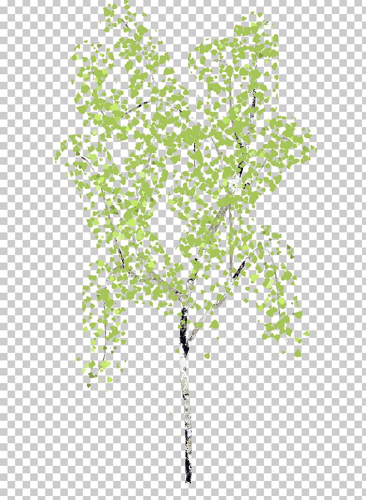 Twig Plant Stem Leaf Line PNG, Clipart, Birch, Branch, Flowering Plant, Grass, Leaf Free PNG Download