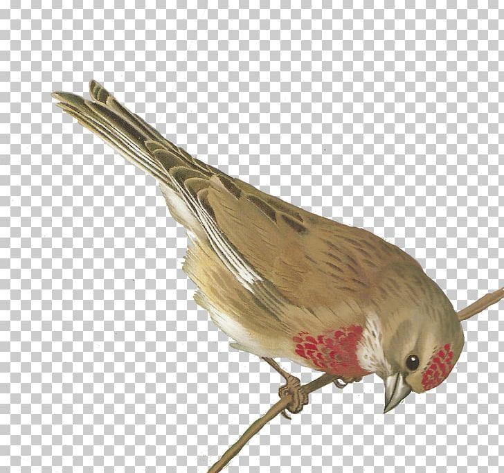 Bird European Greenfinch PNG, Clipart, Animals, Art, Art Museum, Beak, Bird Free PNG Download
