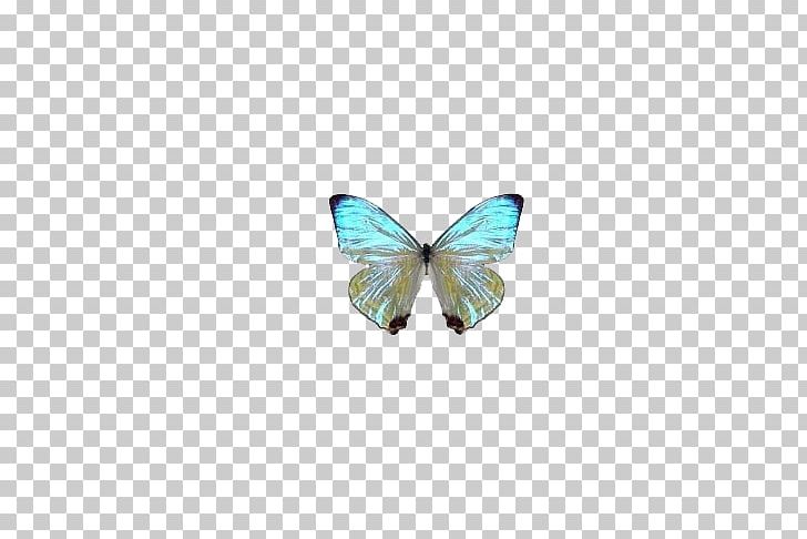 Butterfly Papillon Dog Turquoise Pendant Pattern PNG, Clipart, Blue, Blue Abstract, Blue Background, Blue Eyes, Blue Flower Free PNG Download