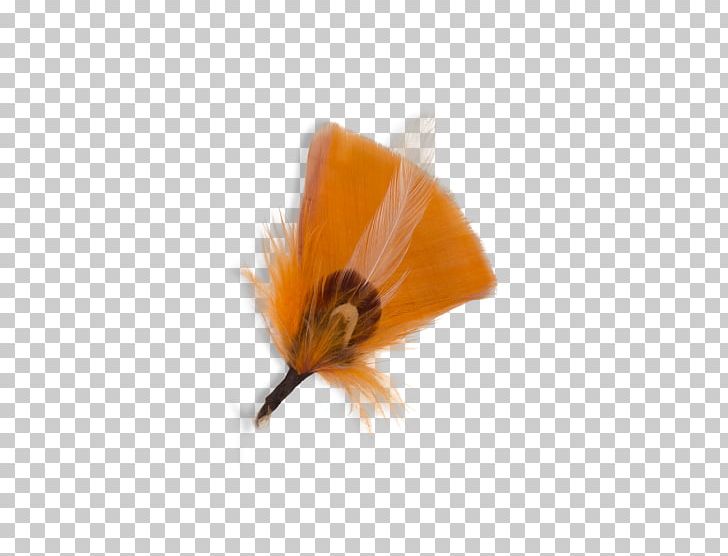 Insect PNG, Clipart, Flower, Insect, Membrane Winged Insect, Orange, Petal Free PNG Download