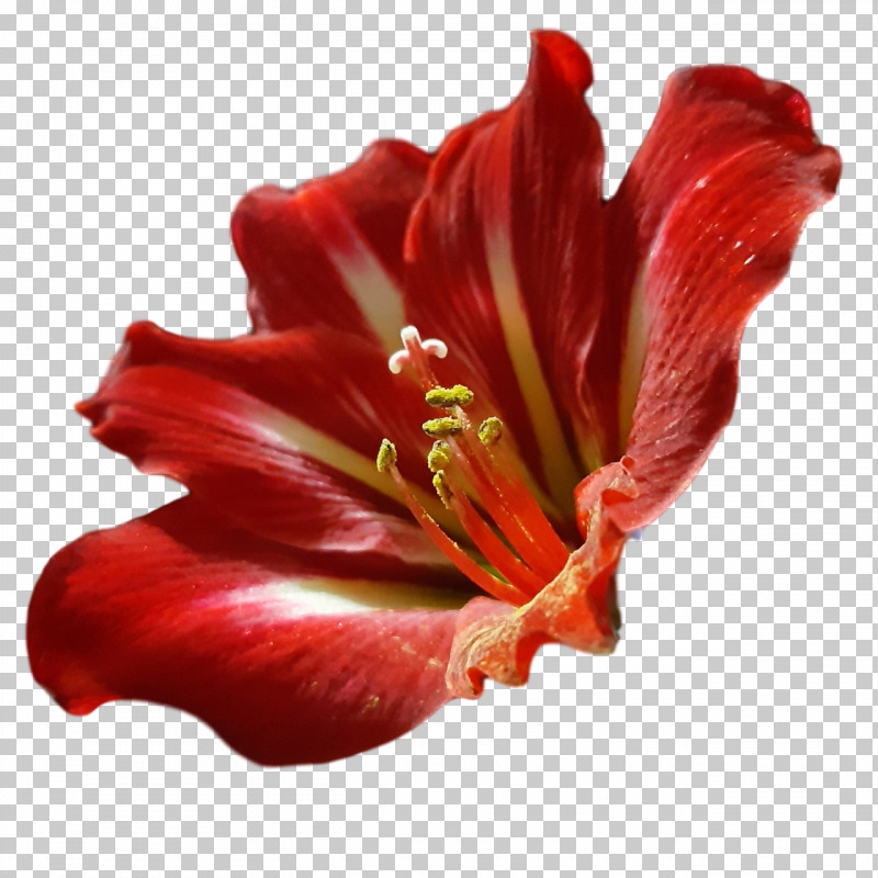 Amaryllis Daylilies Jersey Lily Petal Close-up PNG, Clipart, Amaryllis, Biology, Closeup, Daylilies, Flower Free PNG Download