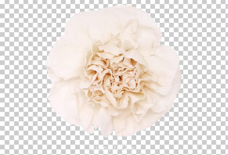 Centifolia Roses Garden Roses Carnation Cut Flowers PNG, Clipart, Carnation, Caryophyllaceae, Centifolia Roses, Color, Cut Flowers Free PNG Download