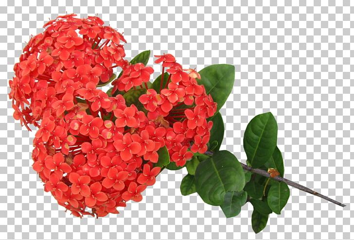 Garden Roses Cut Flowers Floral Design Flower Bouquet PNG, Clipart, Cut Flowers, Family, Floral Design, Flower, Flower Bouquet Free PNG Download