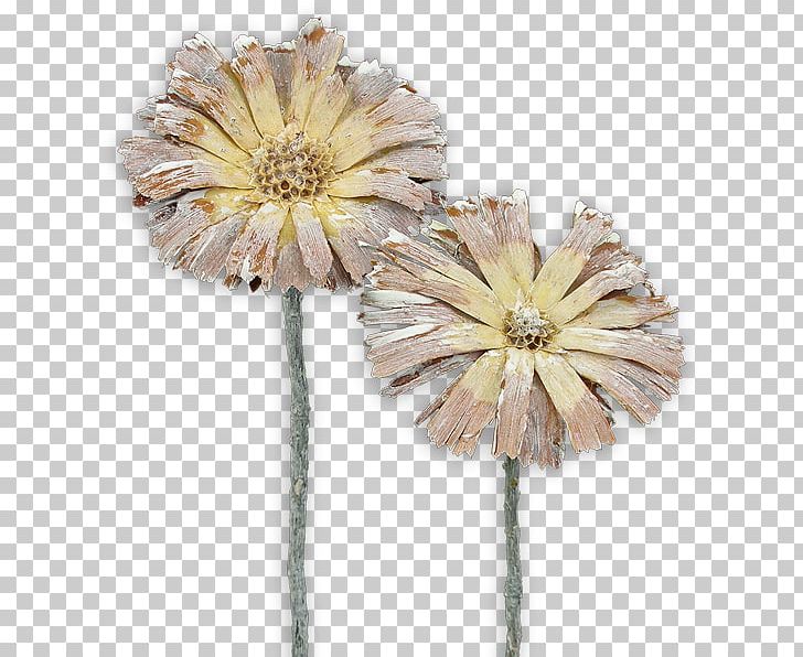 Protea Repens Sugarbushes Transvaal Daisy Cut Flowers Protea Compacta PNG, Clipart,  Free PNG Download