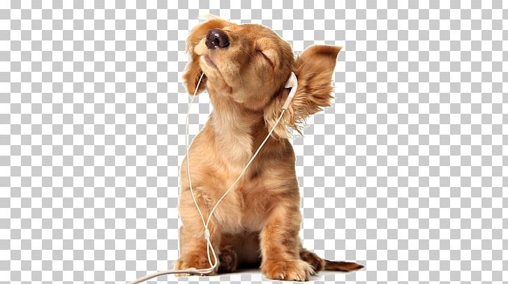 Puppy Bernese Mountain Dog Pug Pet Hearing Dog PNG, Clipart, Animals, Bernese Mountain Dog, Canidae, Carnivoran, Companion Dog Free PNG Download