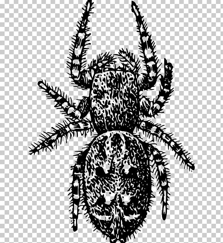 Angulate Orbweavers Arachnid PNG, Clipart, Angulate Orbweavers, Animals, Arachnid, Araneus, Arthropod Free PNG Download