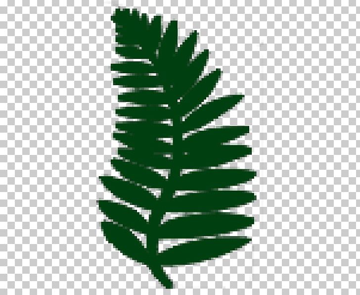 Athyrium Filix-femina Athyrium Niponicum Dryopteris Affinis Dryopteris Filix-mas Dryopteris Dilatata PNG, Clipart, Athyrium, Athyrium Filixfemina, Athyrium Niponicum, Conifer, Dryopteris Free PNG Download