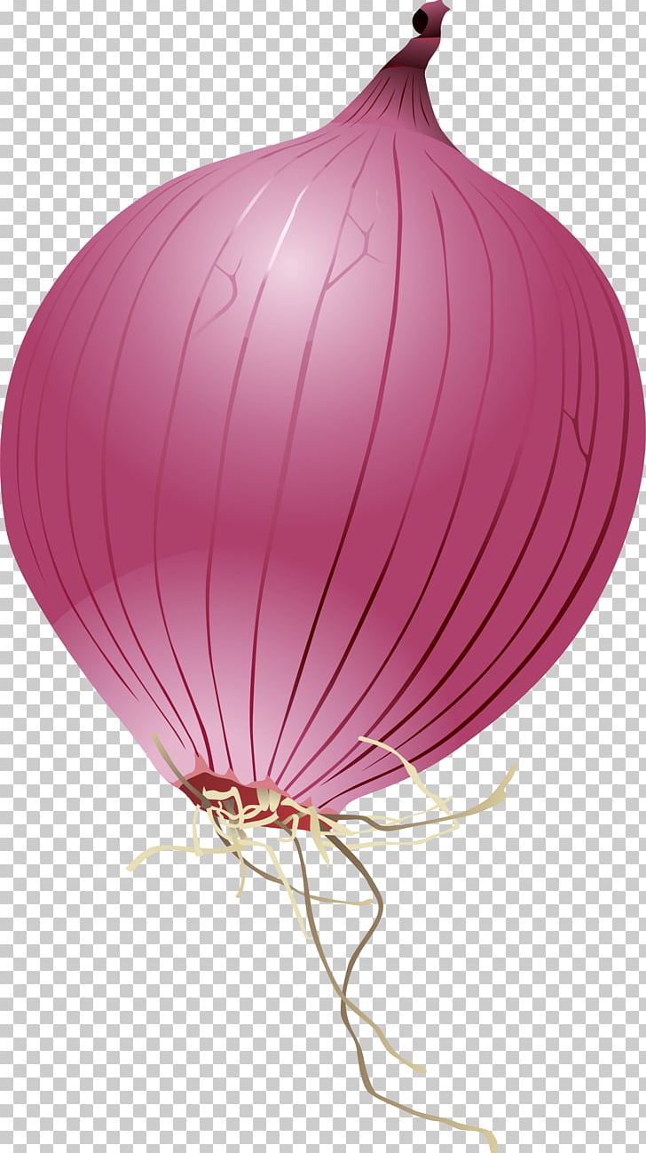 Onion Cartoon PNG, Clipart, Animation, Balloon, Balloon Cartoon, Boy Cartoon,  Cartoon Character Free PNG Download