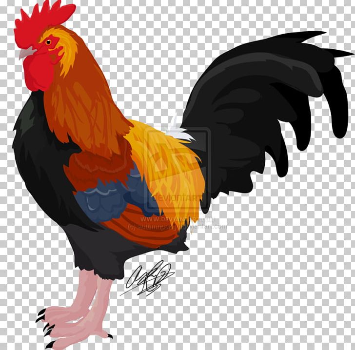 Rooster Beak Feather PNG, Clipart, Animals, Beak, Bird, Chicken, Chicken As Food Free PNG Download