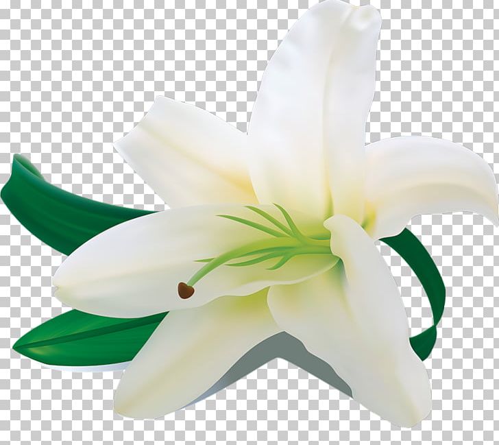 Words From The Heart White Madonna Lily Flower PNG, Clipart, Cut Flowers, Flower, Flower Bouquet, Flowering Plant, Lilium Free PNG Download