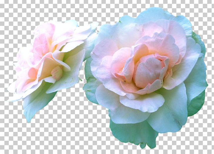 Cabbage Rose Garden Roses Floristry Flower PNG, Clipart, Artificial Flower, Cut Flowers, Floristry, Flower, Flowering Plant Free PNG Download