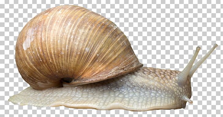 Snail Orthogastropoda PNG, Clipart, Animal, Animals, Conchology, Escargot, Gastropods Free PNG Download