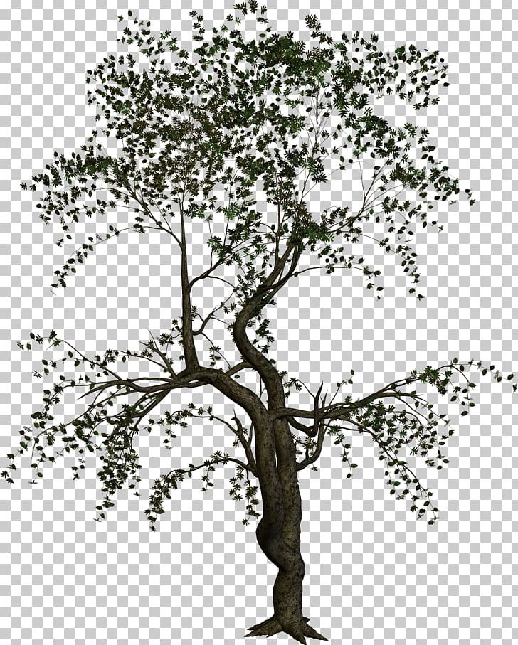 Treelet Woody Plant Branch PNG, Clipart, Albom, Black And White, Branch, Cartoon Tree, Conifers Free PNG Download