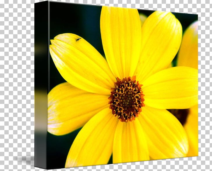 Daisy Family Common Sunflower Petal Flowering Plant PNG, Clipart, Closeup, Common Daisy, Common Sunflower, Daisy, Daisy Family Free PNG Download