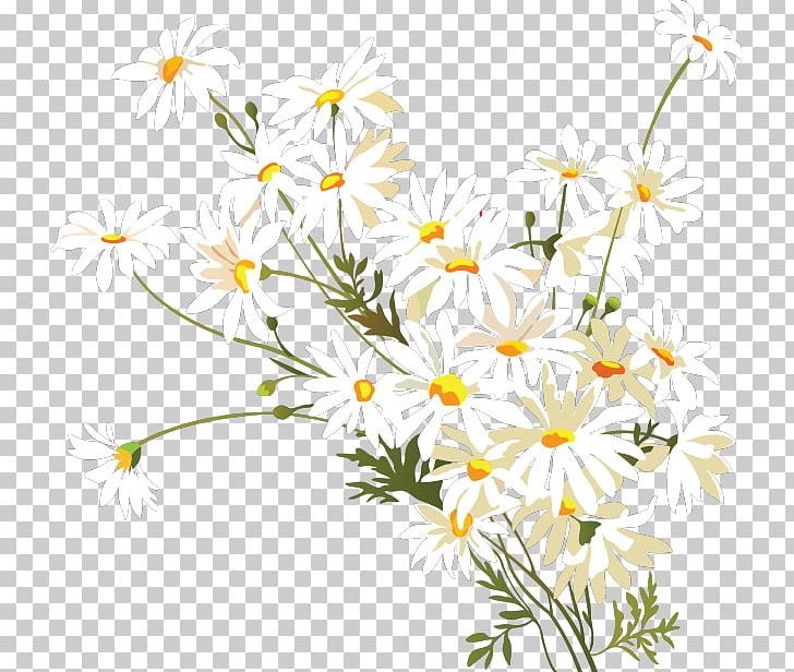 Flower Chamomile Common Daisy PNG, Clipart, Branch, Camomile, Chamaemelum Nobile, Chamomile, Common Daisy Free PNG Download