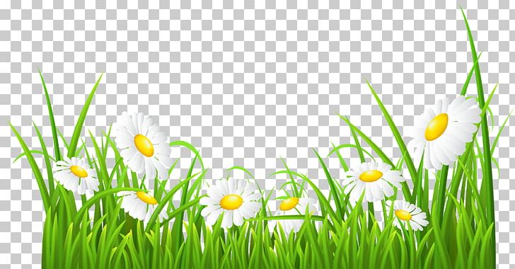 Common Daisy PNG, Clipart, Art White, Clip Art, Clipart, Color, Commodity Free PNG Download