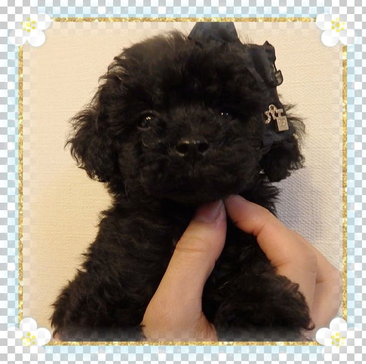 Miniature Poodle Barbet Cockapoo Toy Poodle Schnoodle PNG, Clipart, Animals, Barbet, Bolonka, Carnivoran, Cavapoo Free PNG Download