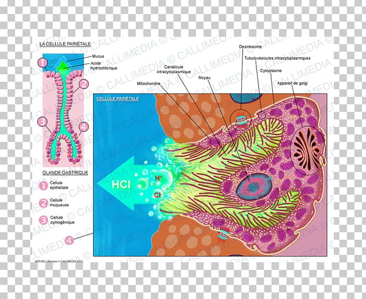 Parietal Cell Organism Histology PNG, Clipart, Area, Cell, Digestion, Esophagus, Gastric Acid Free PNG Download