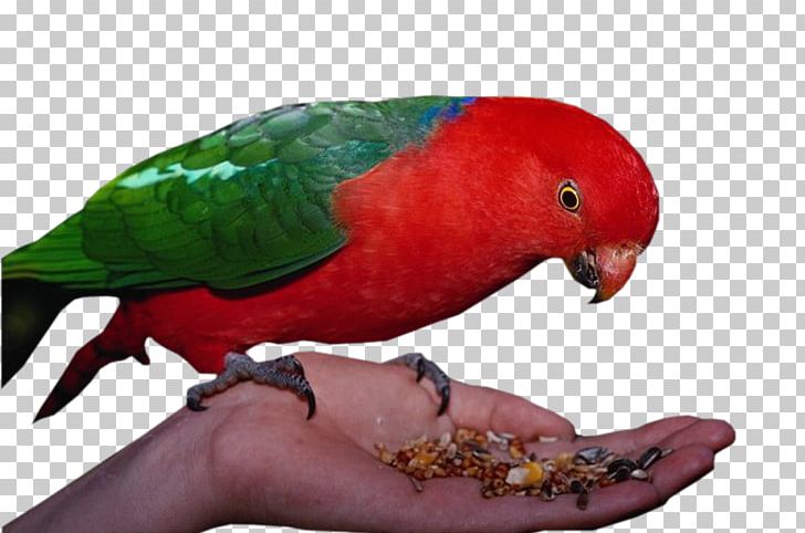 Parrot Bird Perroquet Animal PNG, Clipart, Animal, Animals, Asuka, Beak, Bird Free PNG Download