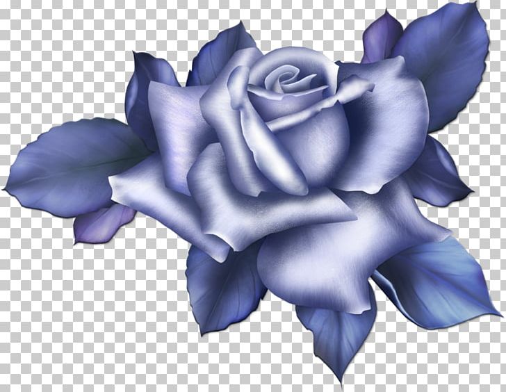 Beach Rose Blue Rose Flower Color PNG, Clipart, Beach Rose, Blue, Blue Flower, Blue Rose, Color Free PNG Download
