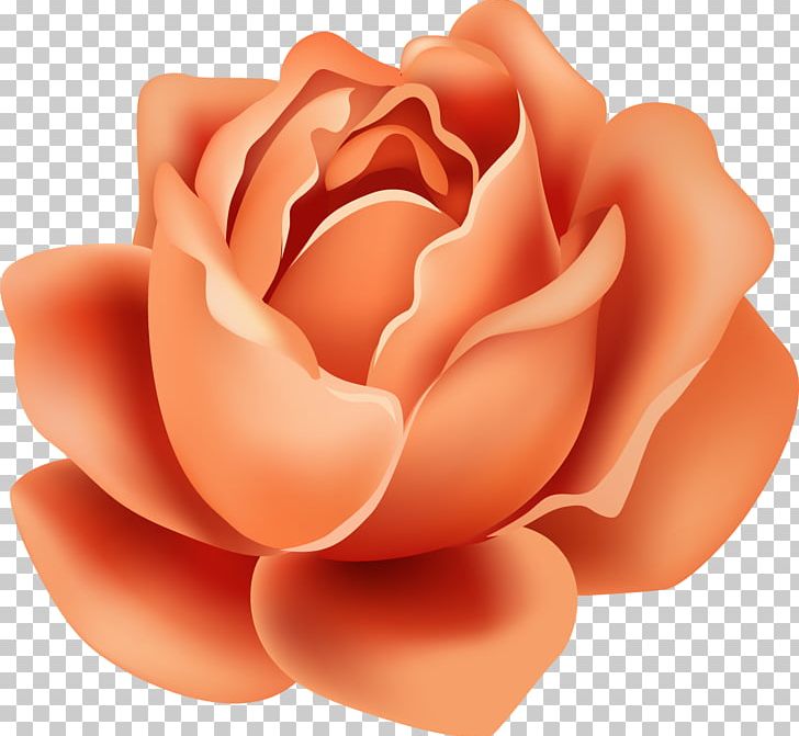 Garden Roses Cut Flowers Petal PNG, Clipart, Closeup, Cut Flowers, Flesh, Flower, Flowers Free PNG Download