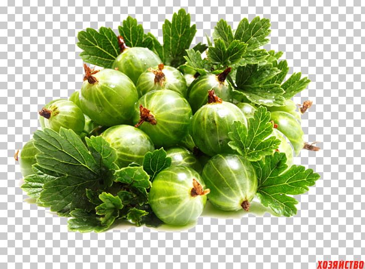 Gooseberry Shrub White Currant Fruit PNG, Clipart, Art, Berry, Currant, Extract, Food Free PNG Download