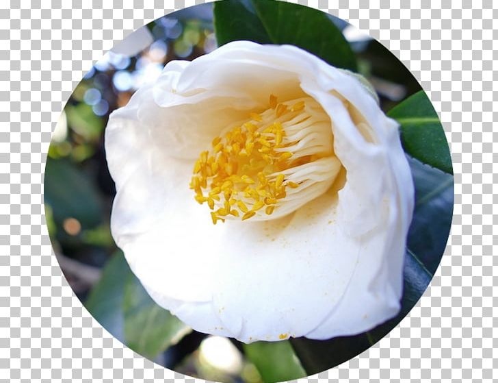 Japanese Camellia Sasanqua Camellia Tea Seed Oil Shrub Flower PNG, Clipart, Anti Aging, Beauty, Camellia, Cosmetics, Flower Free PNG Download