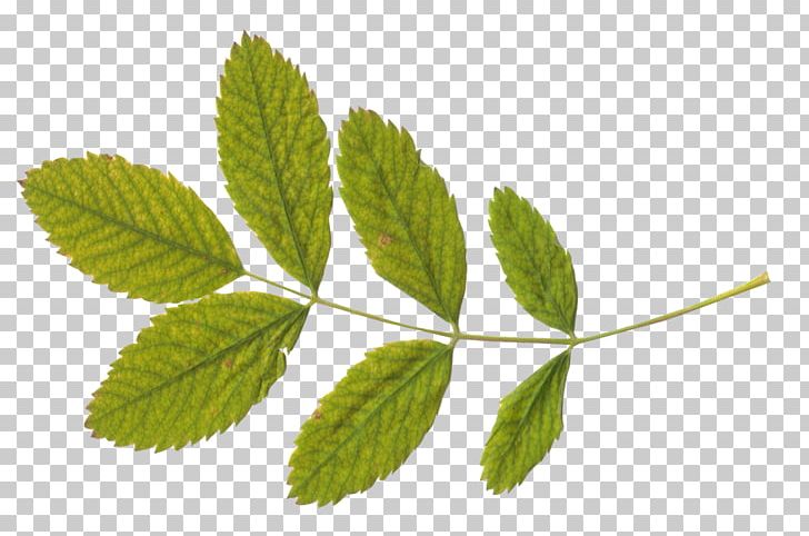 Leaf PNG, Clipart, Branch, Computer Icons, Dots Per Inch, Free, Green Free PNG Download