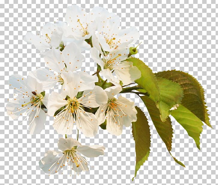 Blossom Information PNG, Clipart, Blossom, Branch, Cherry, Cherry Blossom, Download Free PNG Download