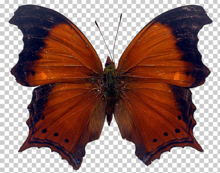 Brush-footed Butterflies Monarch Butterfly Insect Gossamer-winged Butterflies PNG, Clipart,  Free PNG Download