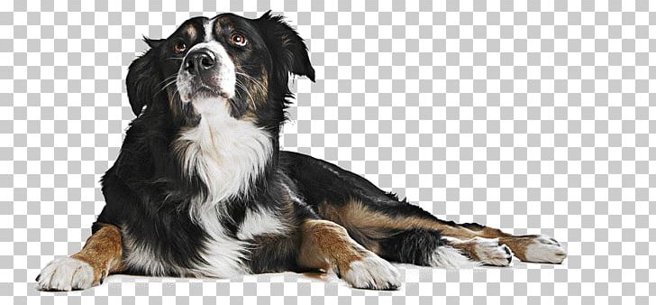 Chihuahua German Shepherd How Smart Is Your Dog? Puppy Dog Behavior PNG, Clipart, Animals, Bernese Mountain Dog, Brian Hare, Carnivoran, Chien Free PNG Download