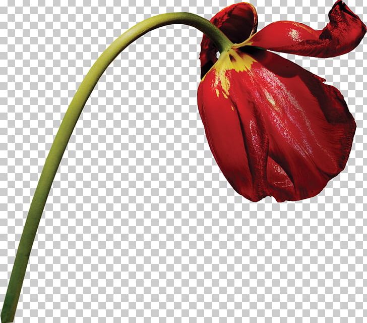Tulip Flower Photography PNG, Clipart, 3d Computer Graphics, Art, Background, Bud, Celebration Free PNG Download
