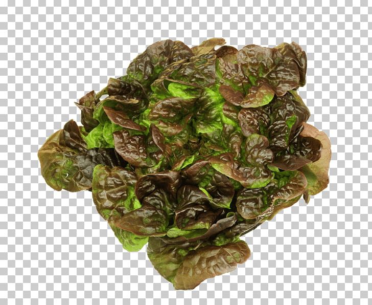 Boer & Den Hoedt Leaf Lettuce Eikenbladsla Oak Kluitsla PNG, Clipart, Cabbage, Curled Endive, Lactuca, Leaf Lettuce, Leaf Vegetable Free PNG Download