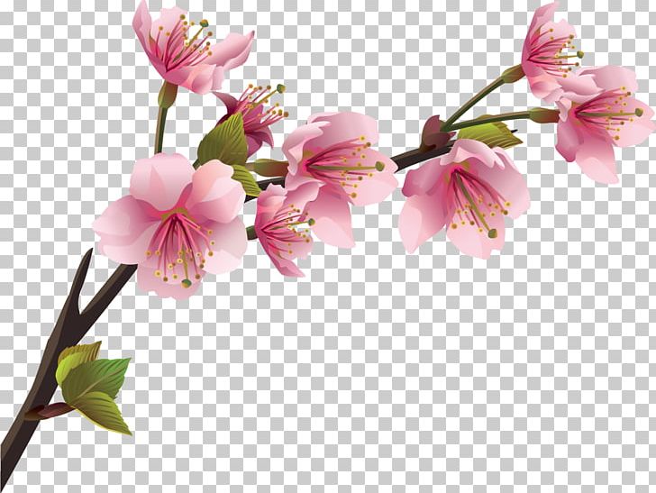 Cherry Blossom Branch Wall Decal PNG, Clipart, Alstroemeriaceae, Blossom, Branch, Cherry, Cherry Blossom Free PNG Download