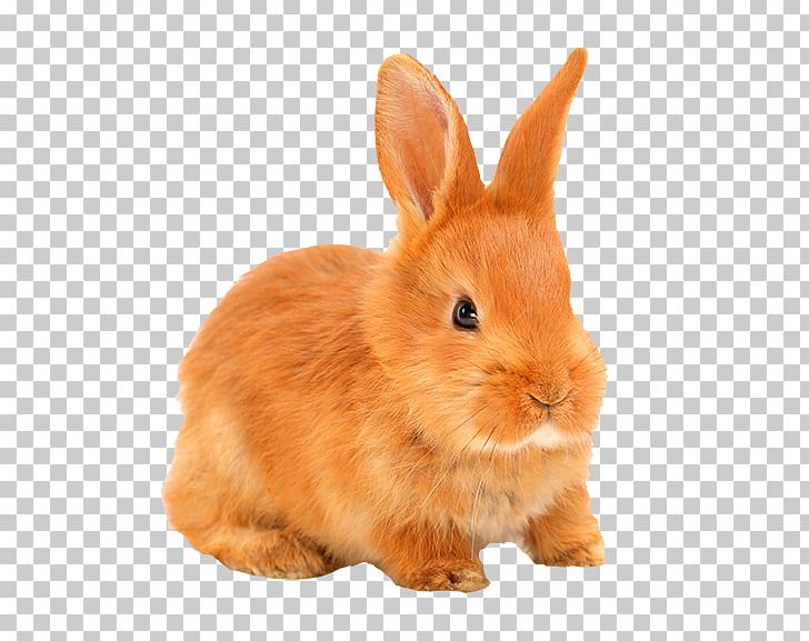 European Rabbit Hare Domestic Rabbit World Club Dome 2017 PNG, Clipart, Animals, Beaver, Club, Desktop Wallpaper, Domestic Rabbit Free PNG Download