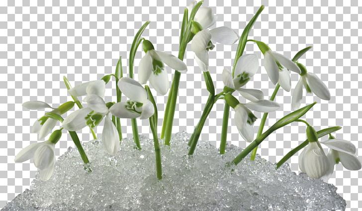 Flower Snowdrop PNG, Clipart, Amaryllis Family, Crocus, Depositfiles, Digital Image, Download Free PNG Download