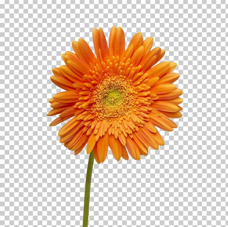 Flowerpot Stock Photography Common Daisy PNG, Clipart, Annual Plant, Can Stock Photo, Chrysanths, Common Daisy, Cut Flowers Free PNG Download