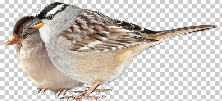 House Sparrow Bird Finches Wing PNG, Clipart, American Sparrows, Animals, Beak, Bird, Emberizidae Free PNG Download