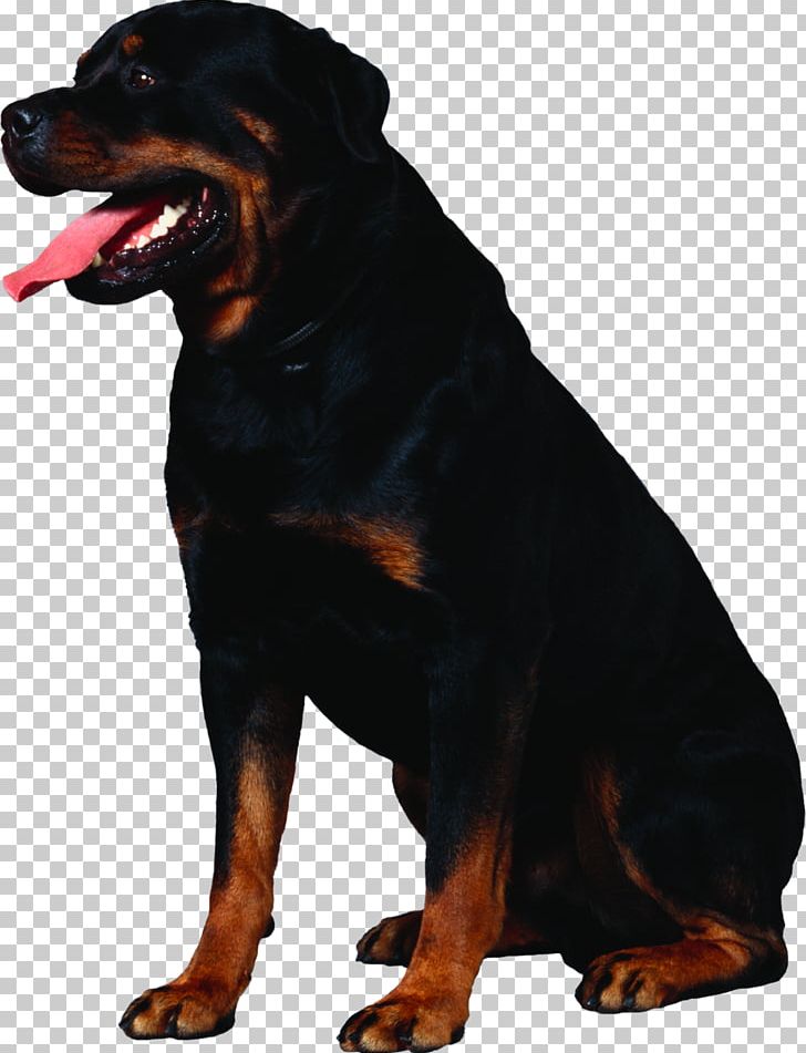 Rottweiler Greater Swiss Mountain Dog Puppy Cat PNG, Clipart, Animal, Animals, Carnivoran, Cat, Cat Dog Free PNG Download